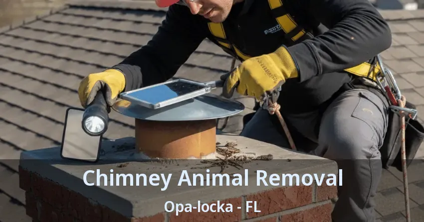 Chimney Animal Removal Opa-locka - FL